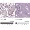 YY2 Transcription Factor antibody, NBP2-57462, Novus Biologicals, Immunohistochemistry paraffin image 