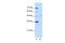 Forkhead Box Q1 antibody, PA5-41654, Invitrogen Antibodies, Western Blot image 