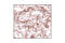 Eukaryotic Translation Initiation Factor 4E antibody, 9742S, Cell Signaling Technology, Immunohistochemistry frozen image 