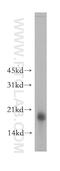 Receptor Activity Modifying Protein 2 antibody, 13223-2-AP, Proteintech Group, Western Blot image 