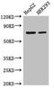 OS9 Endoplasmic Reticulum Lectin antibody, CSB-PA613402LA01HU, Cusabio, Western Blot image 