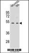 WD Repeat Domain 86 antibody, 56-479, ProSci, Western Blot image 