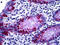 Mucin 2, Oligomeric Mucus/Gel-Forming antibody, 51-994, ProSci, Immunohistochemistry paraffin image 