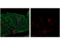 V-Set Immunoregulatory Receptor antibody, 38145S, Cell Signaling Technology, Flow Cytometry image 