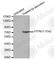 Protein Tyrosine Phosphatase Non-Receptor Type 11 antibody, AP0267, ABclonal Technology, Western Blot image 