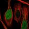 Cell Division Cycle Associated 2 antibody, NBP1-87139, Novus Biologicals, Immunofluorescence image 