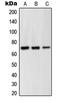 G protein-coupled receptor kinase 6 antibody, LS-C352269, Lifespan Biosciences, Western Blot image 