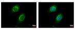 Interleukin 6 Signal Transducer antibody, GTX109048, GeneTex, Immunocytochemistry image 