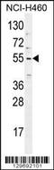 Tripartite Motif Containing 65 antibody, 56-056, ProSci, Western Blot image 