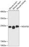 NADH:Ubiquinone Oxidoreductase Core Subunit S8 antibody, 14-757, ProSci, Western Blot image 