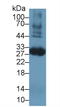 Coagulation Factor III, Tissue Factor antibody, LS-C302073, Lifespan Biosciences, Western Blot image 