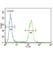 Beta-2-Microglobulin antibody, abx031697, Abbexa, Western Blot image 