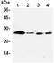 BCL2 antibody, ADI-AAM-072-E, Enzo Life Sciences, Western Blot image 