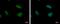 Timeless Circadian Regulator antibody, PA5-78270, Invitrogen Antibodies, Immunofluorescence image 