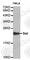 BCL2 Associated Agonist Of Cell Death antibody, A0740, ABclonal Technology, Western Blot image 