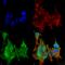 Ankyrin-2 antibody, 56518, QED Bioscience, Immunocytochemistry image 