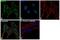 NEDD4 E3 Ubiquitin Protein Ligase antibody, PA5-17463, Invitrogen Antibodies, Immunofluorescence image 