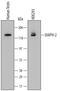 Diaphanous Related Formin 2 antibody, MAB6806, R&D Systems, Western Blot image 