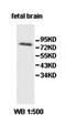 Protocadherin Beta 16 antibody, orb77891, Biorbyt, Western Blot image 