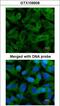 Chaperonin Containing TCP1 Subunit 5 antibody, LS-C186111, Lifespan Biosciences, Immunocytochemistry image 