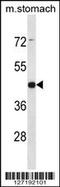 Arrestin Domain Containing 1 antibody, 58-196, ProSci, Western Blot image 