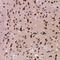 Hemoglobin Subunit Alpha 2 antibody, LS-C668581, Lifespan Biosciences, Immunohistochemistry paraffin image 