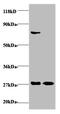 Interferon Gamma antibody, A51717-100, Epigentek, Western Blot image 