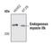 Myosin Heavy Chain 10 antibody, PA5-17026, Invitrogen Antibodies, Western Blot image 