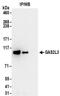 Growth Arrest Specific 2 Like 3 antibody, NBP2-30359, Novus Biologicals, Immunoprecipitation image 