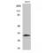 Myogenic Factor 5 antibody, LS-C384704, Lifespan Biosciences, Western Blot image 
