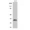 Myogenic factor 5 antibody, LS-C384704, Lifespan Biosciences, Western Blot image 