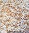 Peroxiredoxin 1 antibody, abx031796, Abbexa, Immunohistochemistry frozen image 