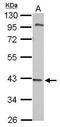 Dynein Assembly Factor With WD Repeats 1 antibody, GTX121145, GeneTex, Western Blot image 
