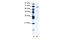 PC4 And SFRS1 Interacting Protein 1 antibody, 28-154, ProSci, Western Blot image 