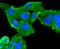 Mucin 16, Cell Surface Associated antibody, A01641, Boster Biological Technology, Immunocytochemistry image 