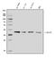 ZW10 Interacting Kinetochore Protein antibody, A07023, Boster Biological Technology, Western Blot image 