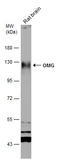 Oligodendrocyte Myelin Glycoprotein antibody, GTX114598, GeneTex, Western Blot image 