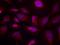 Activating Transcription Factor 2 antibody, P00916-2, Boster Biological Technology, Immunohistochemistry frozen image 