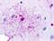 G Protein-Coupled Receptor 84 antibody, NLS344, Novus Biologicals, Immunohistochemistry paraffin image 