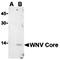 West Nile Virus Core antibody, orb74587, Biorbyt, Western Blot image 