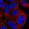Sushi Domain Containing 4 antibody, HPA058296, Atlas Antibodies, Immunocytochemistry image 