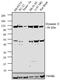 Dynamin 2 antibody, PA1-661, Invitrogen Antibodies, Western Blot image 