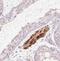 Transmembrane Protein 235 antibody, NBP2-30839, Novus Biologicals, Immunohistochemistry frozen image 