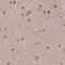 Nuclear Factor Of Activated T Cells 5 antibody, NBP2-49612, Novus Biologicals, Immunohistochemistry frozen image 