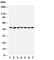 Bars antibody, R30646, NSJ Bioreagents, Western Blot image 