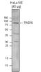Peptidyl Arginine Deiminase 4 antibody, TA347254, Origene, Western Blot image 