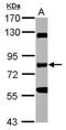 Receptor Interacting Serine/Threonine Kinase 1 antibody, PA5-34778, Invitrogen Antibodies, Western Blot image 