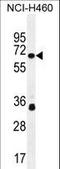 Zinc Finger Protein 433 antibody, LS-C160874, Lifespan Biosciences, Western Blot image 