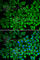 Interleukin 12 Receptor Subunit Beta 1 antibody, A1886, ABclonal Technology, Immunofluorescence image 