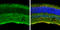 Contactin 1 antibody, GTX133206, GeneTex, Immunohistochemistry frozen image 